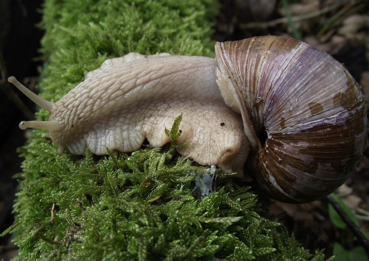 helix-pomatia-edible-snail